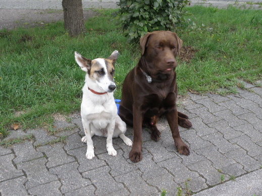 Dog1
